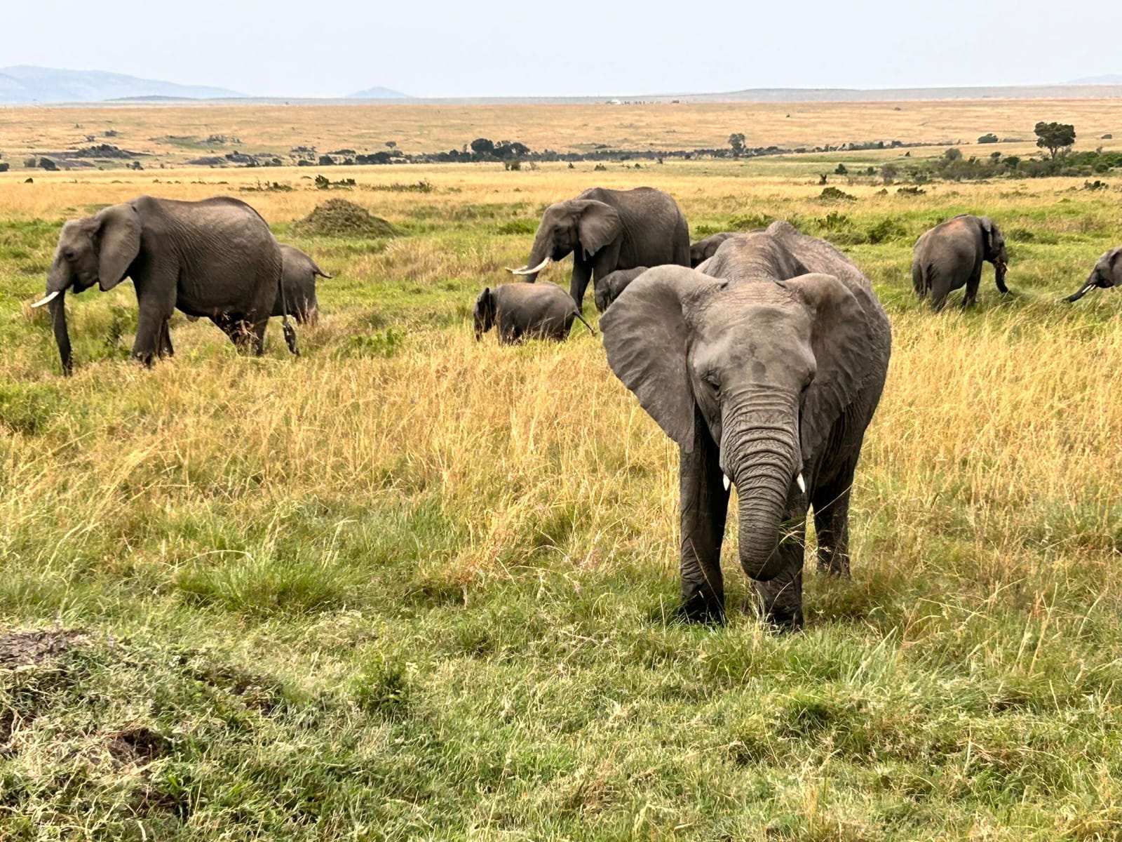 Elephants beneath Kilimanjaro in Amboseli