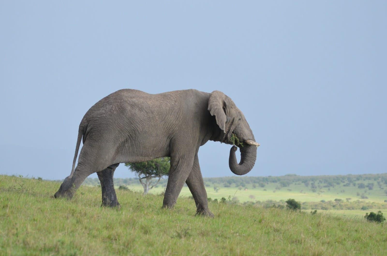 Maasai Mara