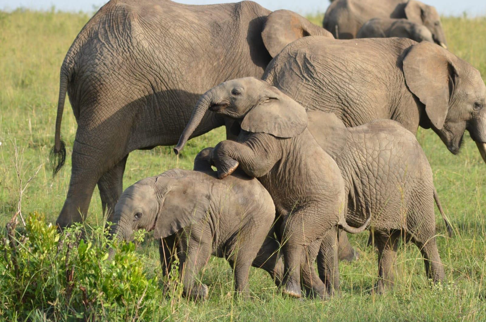Amboseli National Park